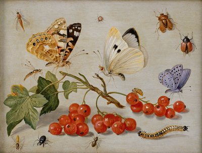 Een stilleven met takje rode bessen, vlinders, kevers, rups en insecten door Jan van Kessel the Elder