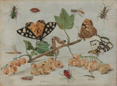 Insecten en fruit. Om 1660-65 door Jan van Kessel the Elder