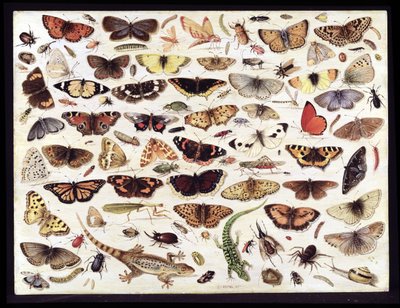 Studie van vlinders en andere insecten door Jan van Kessel the Elder