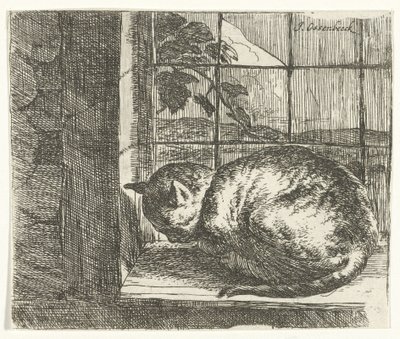Kat in het raamkozijn door Jan van Ossenbeeck