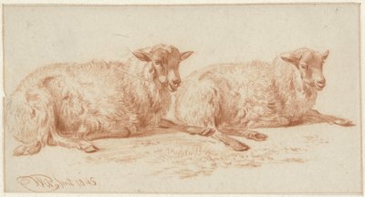 Studie van twee liggende schapen door Jan van Ravenswaay