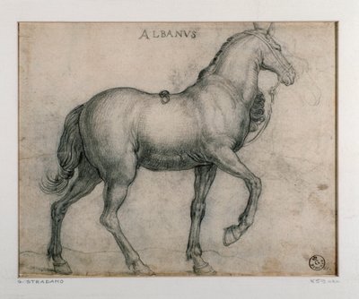 Studie voor een paard door Jan van der Straet