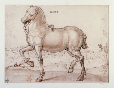 Studie voor een paard Tekening door Giovanni Stradano (Jan van der Straet) (1523-1605) Florence, Gabinetto Disegni e Stampe, Uffizi door Jan van der Straet