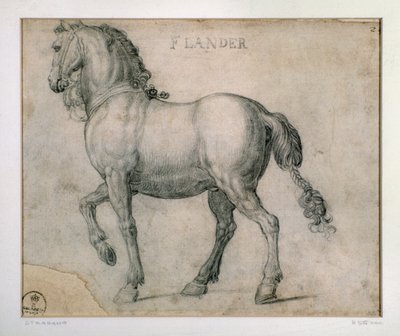 Studie voor een paard uit Vlaanderen door Jan van der Straet