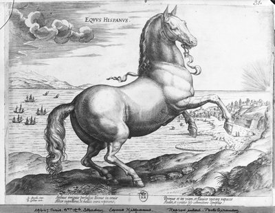 Equus Hispanus door Jan van der Straet