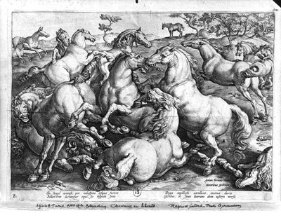 Paarden in het wild door Jan van der Straet