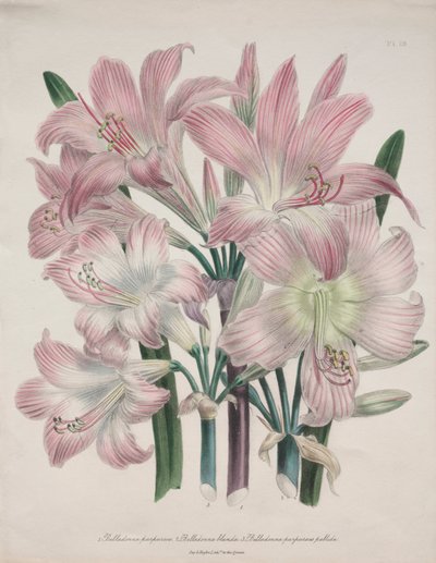 Belladonna-lelie: Amaryllis belladonna door Jane Loudon