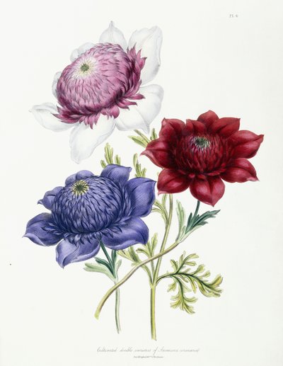 Gecultiveerde dubbele variëteiten van Anemone coronarial, 1843-49 door Jane Loudon
