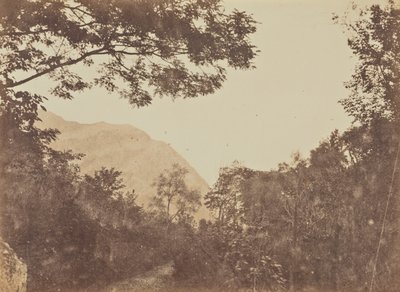 Acacia, Como door Jane Martha St. John