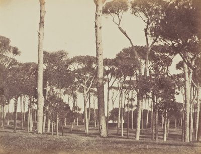 Stenen dennenbos, Villa Pamfili Doria, Rome door Jane Martha St. John