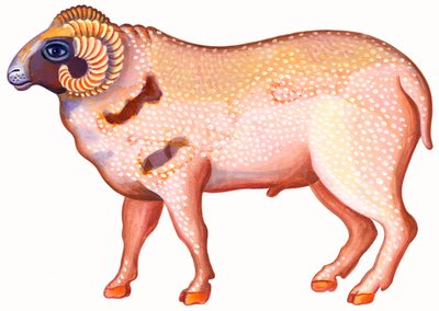 Ram de Ram door Jane Tattersfield