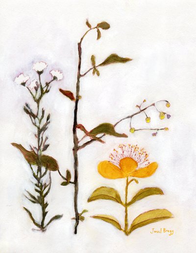 Kruipend Sint-Janskruid met wilde bloemen, ca. 2018 door Janel Bragg