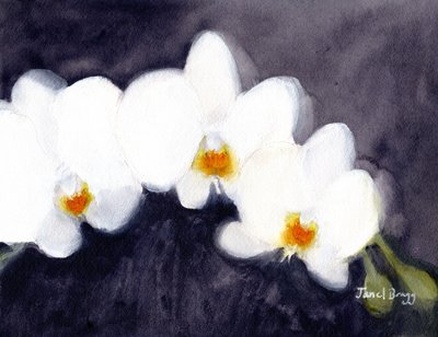 Witte Phalaenopsis Orchidee, c.2021 door Janel Bragg