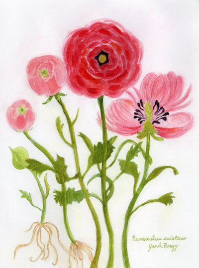 Levendige illustratie van ranonkels door Janel Bragg