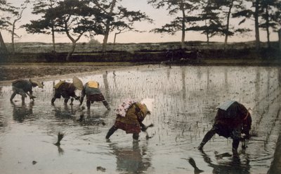 Vijf boeren herplanten rijst in een rijstveld, 1890