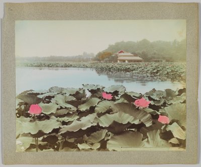 Lotussen in Shinobadzu-vijver, Uyeno Park, Tokio, Japan door Japanese Photographer