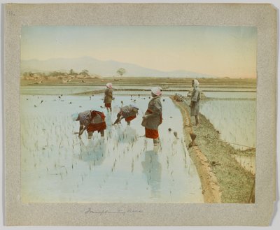 Rijst planten, Japan (handgekleurde zwart-wit foto) door Japanese Photographer