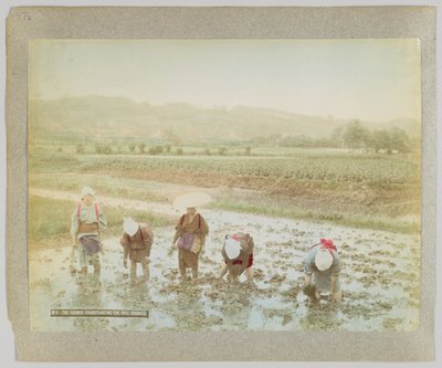 Rijstscheuten verplanten, Japan (handgekleurde zwart-wit foto) door Japanese Photographer