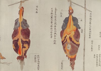 De longen van de dissectie van een martelslachtoffer van 1796, uit een makimono van een Midori-dokter, 1842 door Japanese School