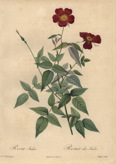 Karmozijnrode Chinese roos, Rosa chinensis door Jean Baptiste Chapuy