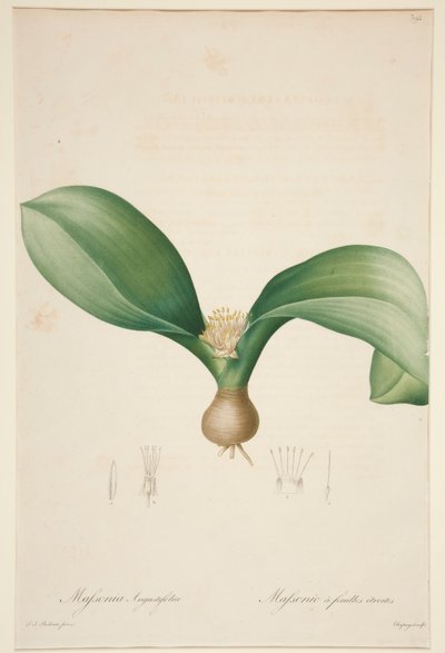 Massonia Angustifolia, Massonie met smalle bladeren door Jean Baptiste Chapuy