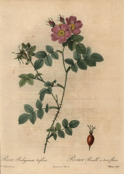 Roze hondsroos, Rosa rubiginosa door Jean Baptiste Chapuy