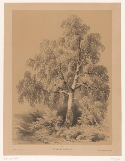 Studie van een Berk door Jean Baptiste Louis Hubert