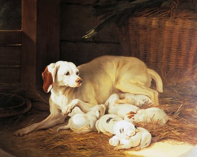 Teef die puppy