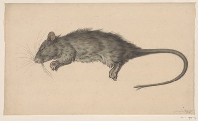 Dode rat door Jean Bernard