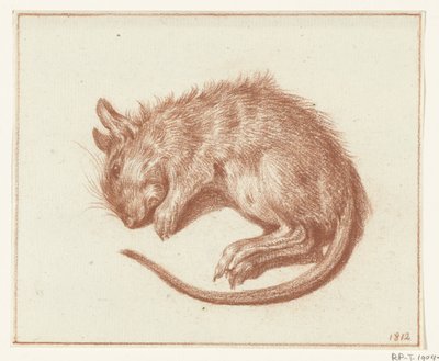 Dode rat door Jean Bernard