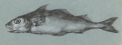 Fish Green (1775–1833) door Jean Bernard