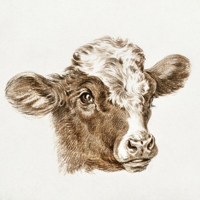 Kop van een koe door Jean Bernard