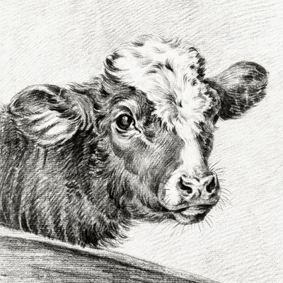 Kop van een koe door Jean Bernard