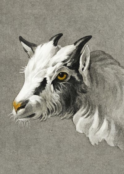 Hoofd van een geit – Portretmodus door Jean Bernard