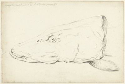 Kop van een snoek door Jean Bernard