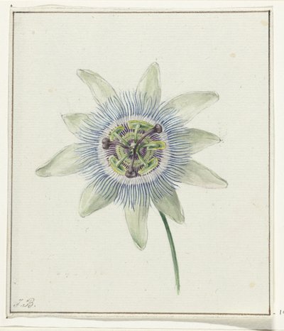 Passiebloem door Jean Bernard