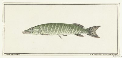 Snoek door Jean Bernard