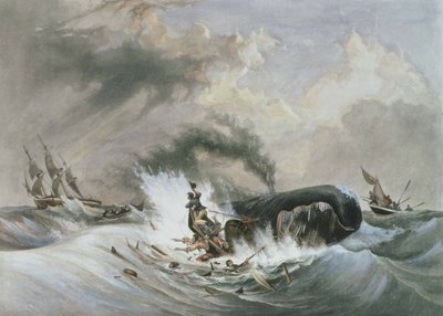De walvis door Jean Francois (after) Garneray