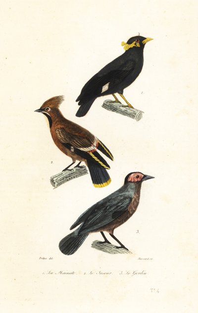 Heuvelmynah, pestvogel en coleto door Jean Gabriel (after) Pretre