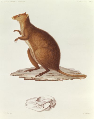 De Wallaby of Kortstaartkangoeroe (setonix brachyrus) illustratie uit Voyage de la Corvette l