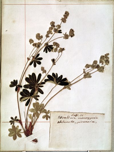 Alchemilla, uit een herbarium (gedroogde bloemen) door Jean Jacques Rousseau