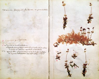 Pagina 15 uit een Herbarium door Jean Jacques Rousseau