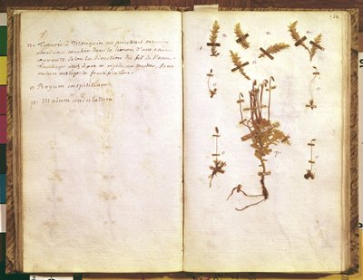 Pagina 24 uit een Herbarium door Jean Jacques Rousseau