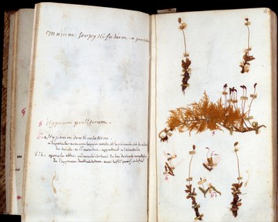 Pagina