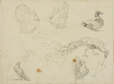 Schetsen van vogels door Jean Louis André Théodore Géricault