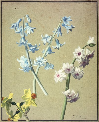 Een Blauwe en een Lavendel Hyacint, en een Gele Narcis, ca. 1805 door Jean Louis Prevost