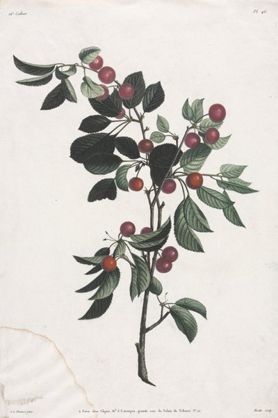 Collectie van bloemen en vruchten: Takken van vroege kersen door Jean Louis Prevost
