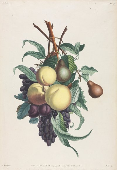 Collection des fleurs et des fruits: Takken van rousselet, perzik, pruim en druif door Jean Louis Prevost