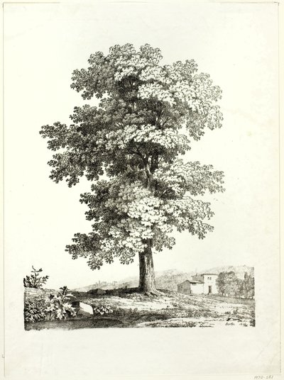Studie van een boom door Jean Victor Bertin