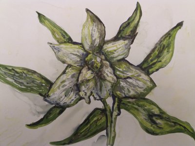 Groene Orchidee door Jeannette Stein